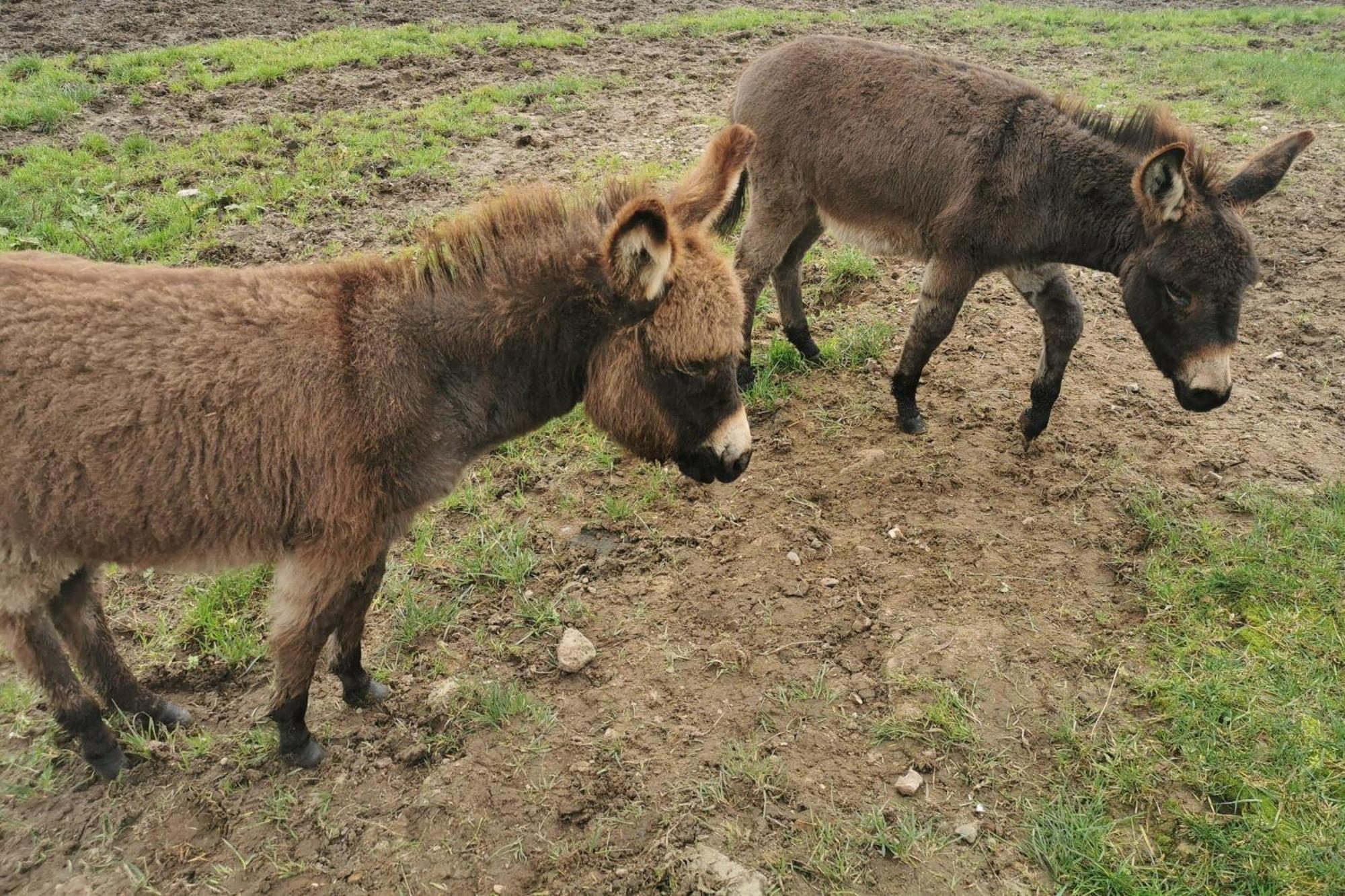 Ferienwohnung-Rungholt-Edomsharder-Hof-Nordstrand Esterno foto